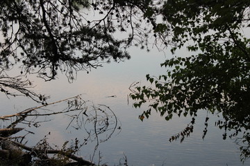 reflection of trees in water