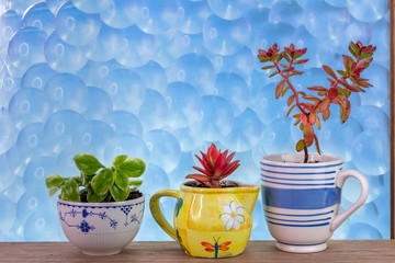 House plants grown in recycled mugs, sugar bowl and milk jug on window sill with bubble texture glass behind, recycle, reuse, up cycle for sustainable living and gardening.
