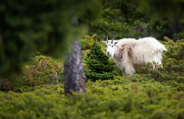 Mountain goat in the spring