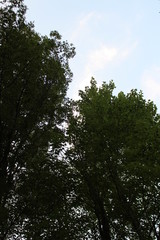trees and sky