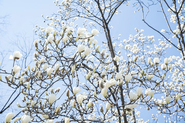 새하얀 목련 꽃