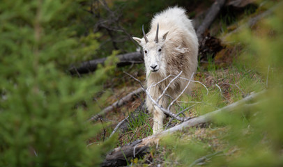 Mountain goat