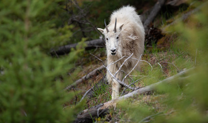 Obraz premium Mountain goat