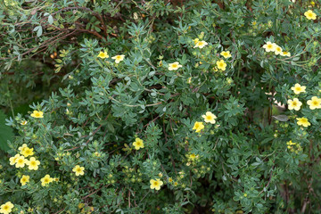 small yellow flowers on a background of dark green leaves.