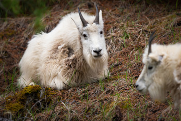 Mountain goat
