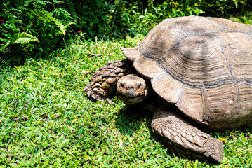 Giant tortoise as a pet walking around its garden