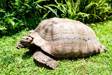 Fototapeta premium Giant tortoise as a pet walking around its garden