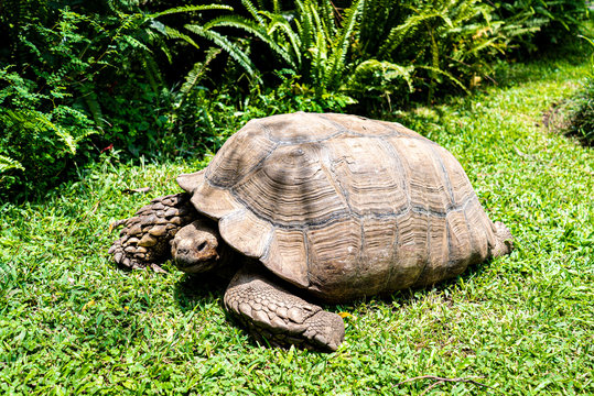 Giant tortoise as a pet walking around its garden