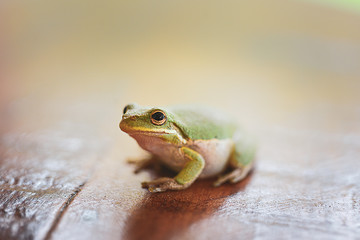 Tree Frog