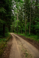 Fototapeta premium Country side road in the forest summer time
