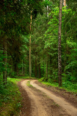 Country side road in the forest summer time