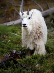Mountain goat