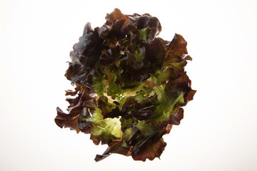 Fototapeta premium lechuga sangria 