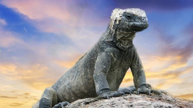 Iguanas de islas gal&aacute;pagos, ecuador, sur america