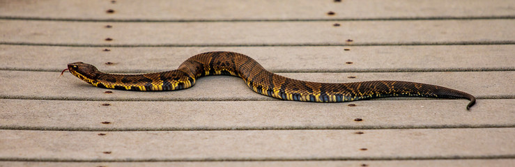 Fototapeta premium Nature Trail Visitor