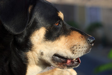 Close up of a black and brown dog looking outside