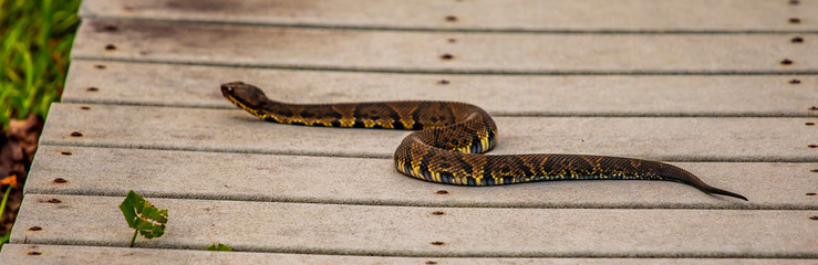 Nature Trail Visitor