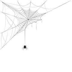 spider on corner web. Design element for Halloween. Black and white vector