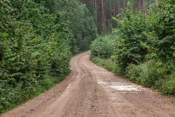 Fototapeta na wymiar Country side road in the forest summer time