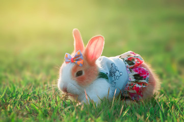 easter bunny with easter eggs