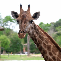portrait of a giraffe in a zoo