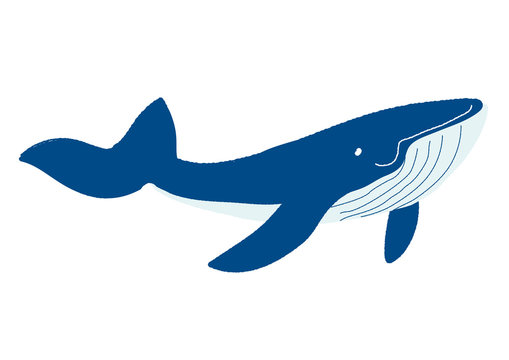 310 Best 海洋動物 Images Stock Photos Vectors Adobe Stock