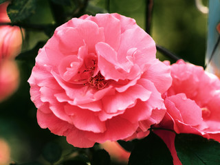 Blooming rose buds. Close up view to flower. Rose are red color.