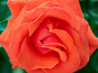 Scarlet rose Bud close up.