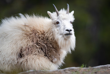 Mountain goats in the wild