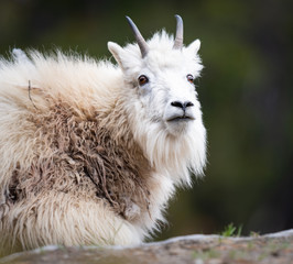 Obraz premium Mountain goats in the wild