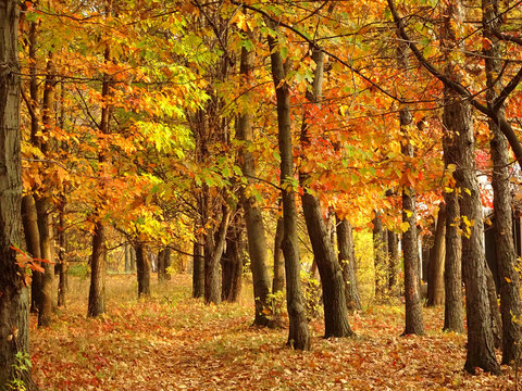 fallen yellow red foliage among autumn trees on autumn park background, selective focus