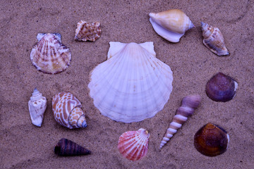 Assorted Seashells on the beach sand