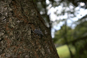 キマダラカメムシの幼生