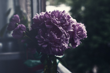 Fluffy pink peonies flowers background. Pink gentle soft peony flower. Stylish flowers for March 8. Pions