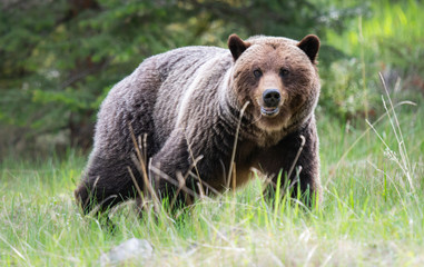 Obraz na płótnie Canvas Grizzly bears in the spring