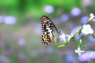 butterfly on a flower