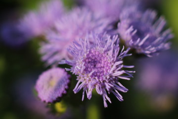 beauttiful singled out flower in natural lighting