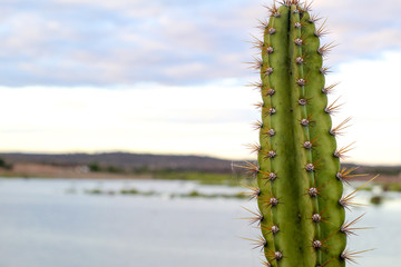 Cacto no interior do Brasil