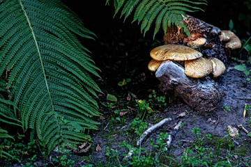 mushrooms on an old stump in the forest. Natural nature background with grass and fern.