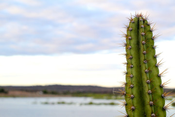 Cacto verde no interior do nordeste