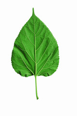 green leaf isolated on white