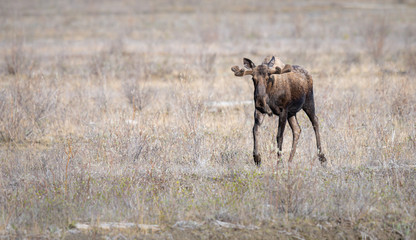 Moose in the spring