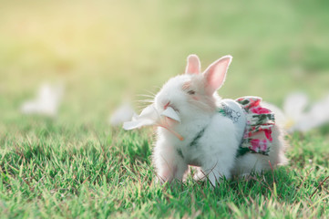 rabbit in the grass