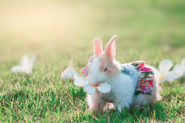 white rabbit in grass