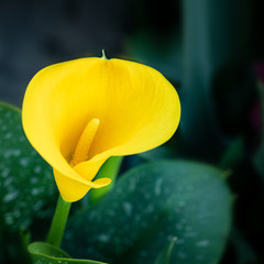 Single flower callas on bright background