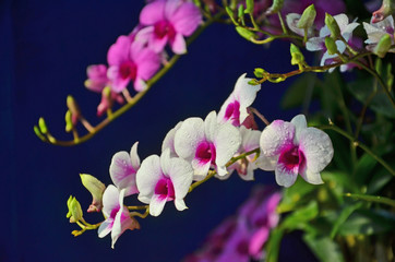 Beautiful bouquet of dendrobium orchid bouquet on blue background
