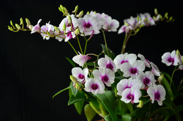 Naklejka na ściany i meble Beautiful violet and white dendrobium orchid flowers on black background