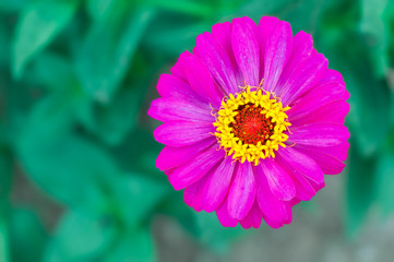 Fototapeta premium close up of pink flower