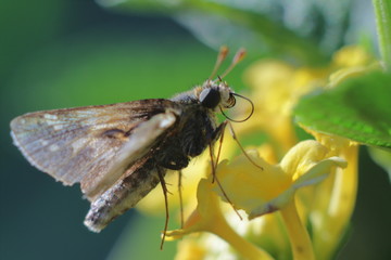 moth sitting on a yellow flower in natural lighting