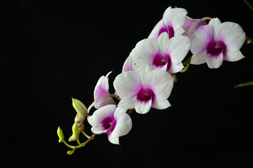 Bouquet of beautiful dendrobium orchid flowers on black background